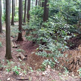 犬居城 静岡県浜松市 の詳細情報 周辺観光 ニッポン城めぐり 位置情報アプリで楽しむ無料のお城スタンプラリー