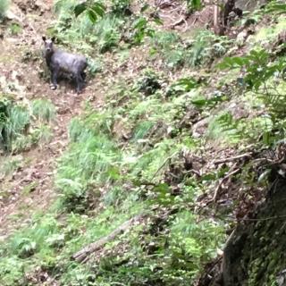 犬居城 静岡県浜松市 の詳細情報 周辺観光 ニッポン城めぐり 位置情報アプリで楽しむ無料のお城スタンプラリー